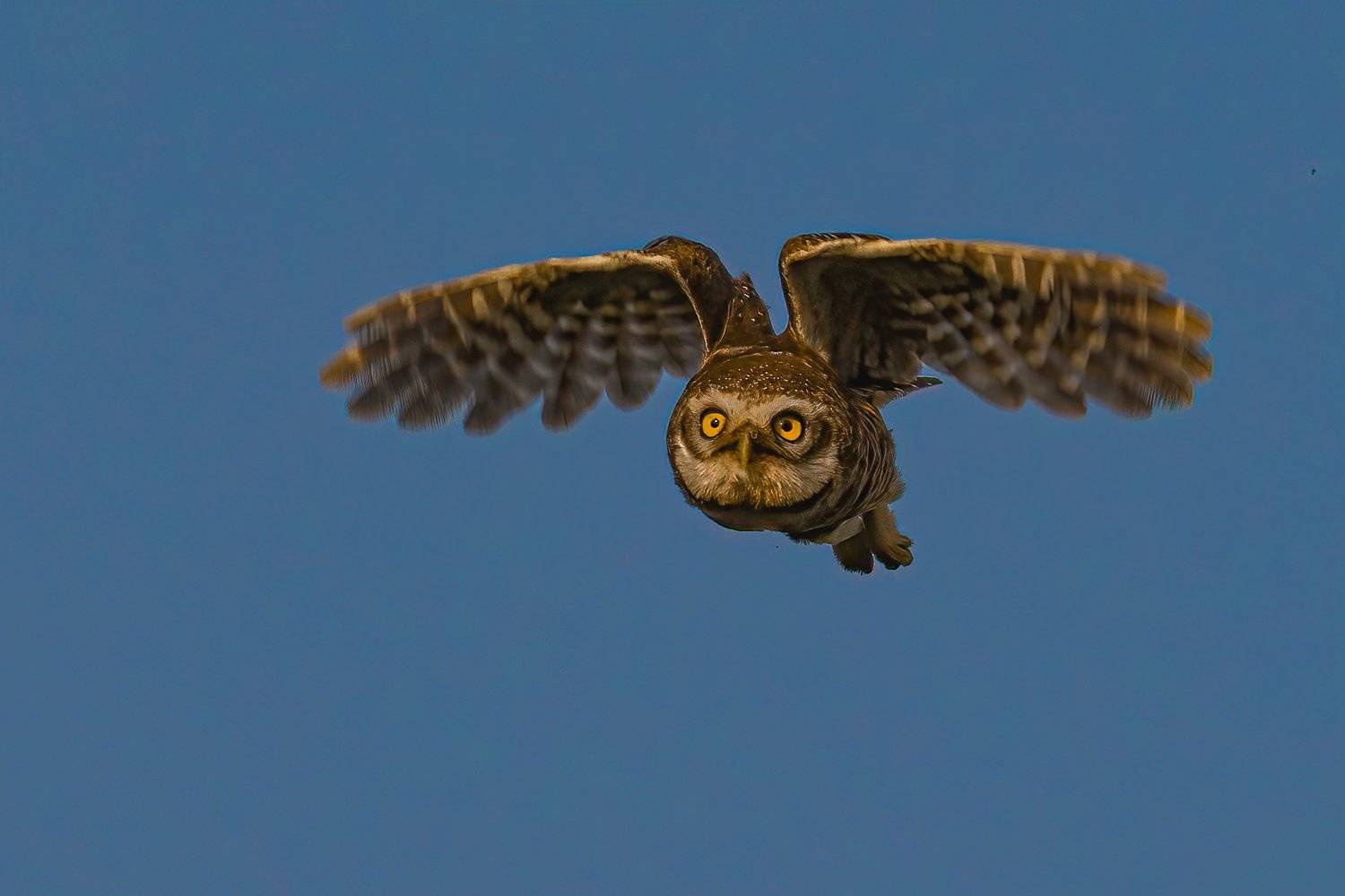 spotted, owl, Vipul Saxena