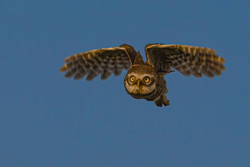 spotted, owl Let Me Fly...................! фото превью