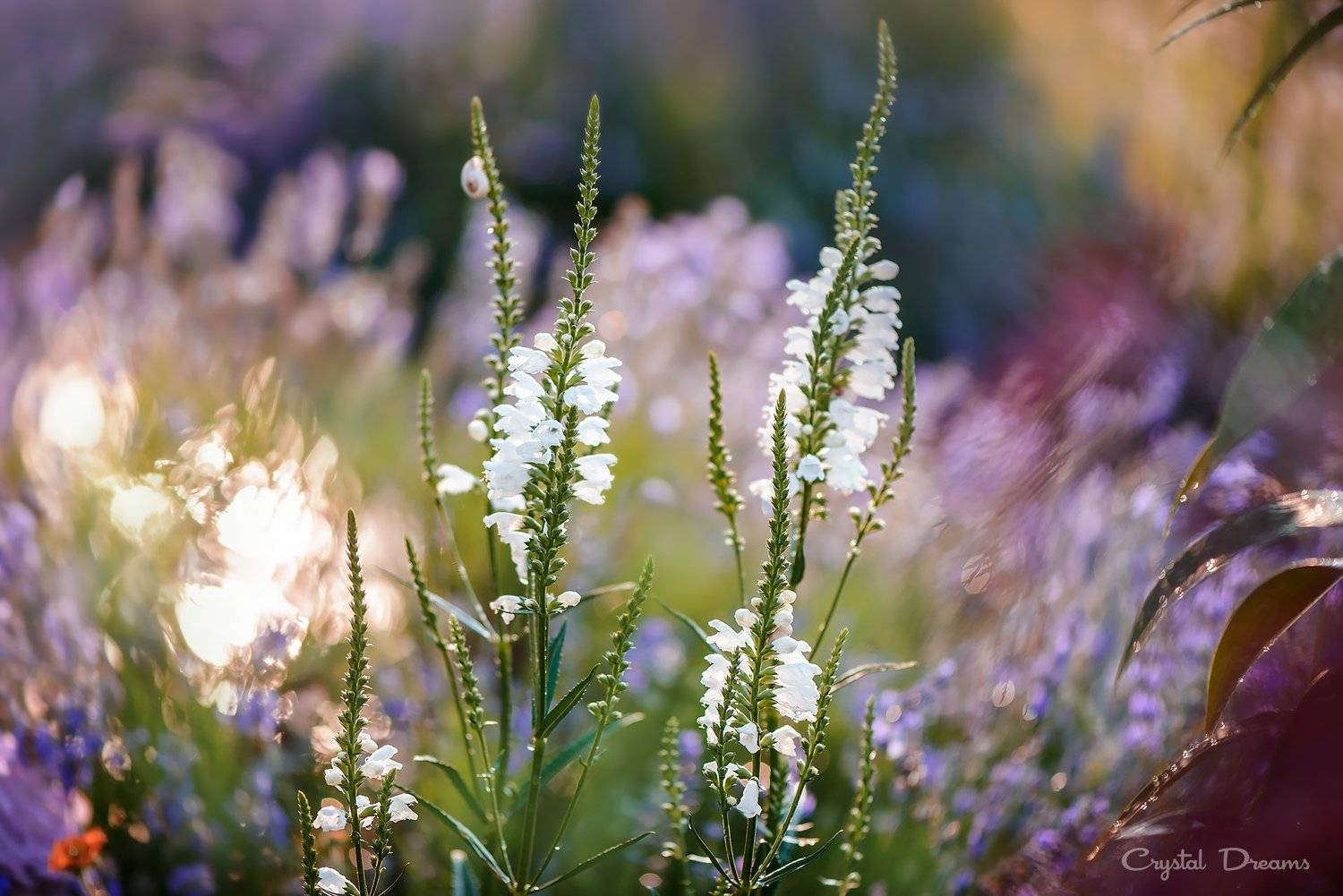crystal dreams, macro, summer, color, art, nature, Татьяна Крылова
