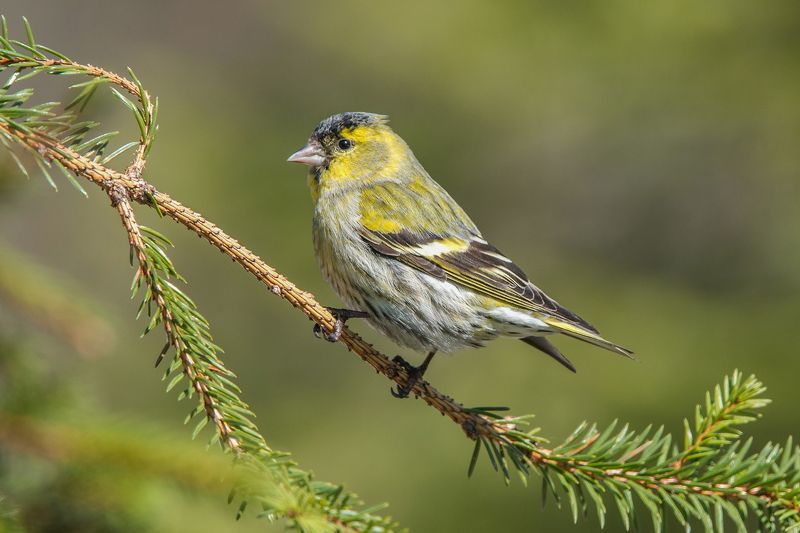 Чиж фото превью
