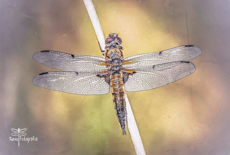 Libellula quadrimaculata - Ważka czteroplama . фото превью