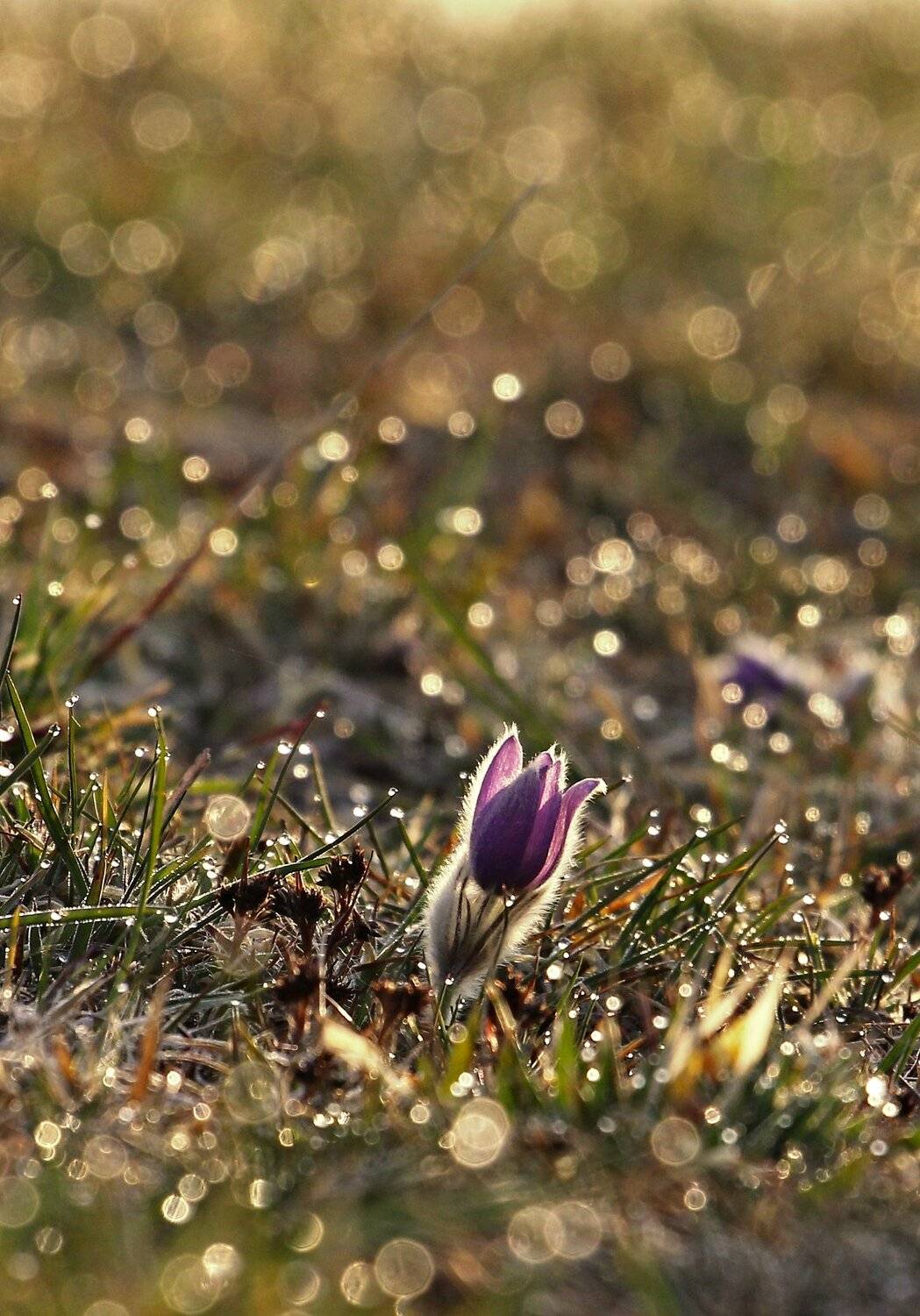 Pulsatilla. Автор: František Uhler , František Uhler