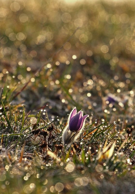 Pulsatilla фото превью