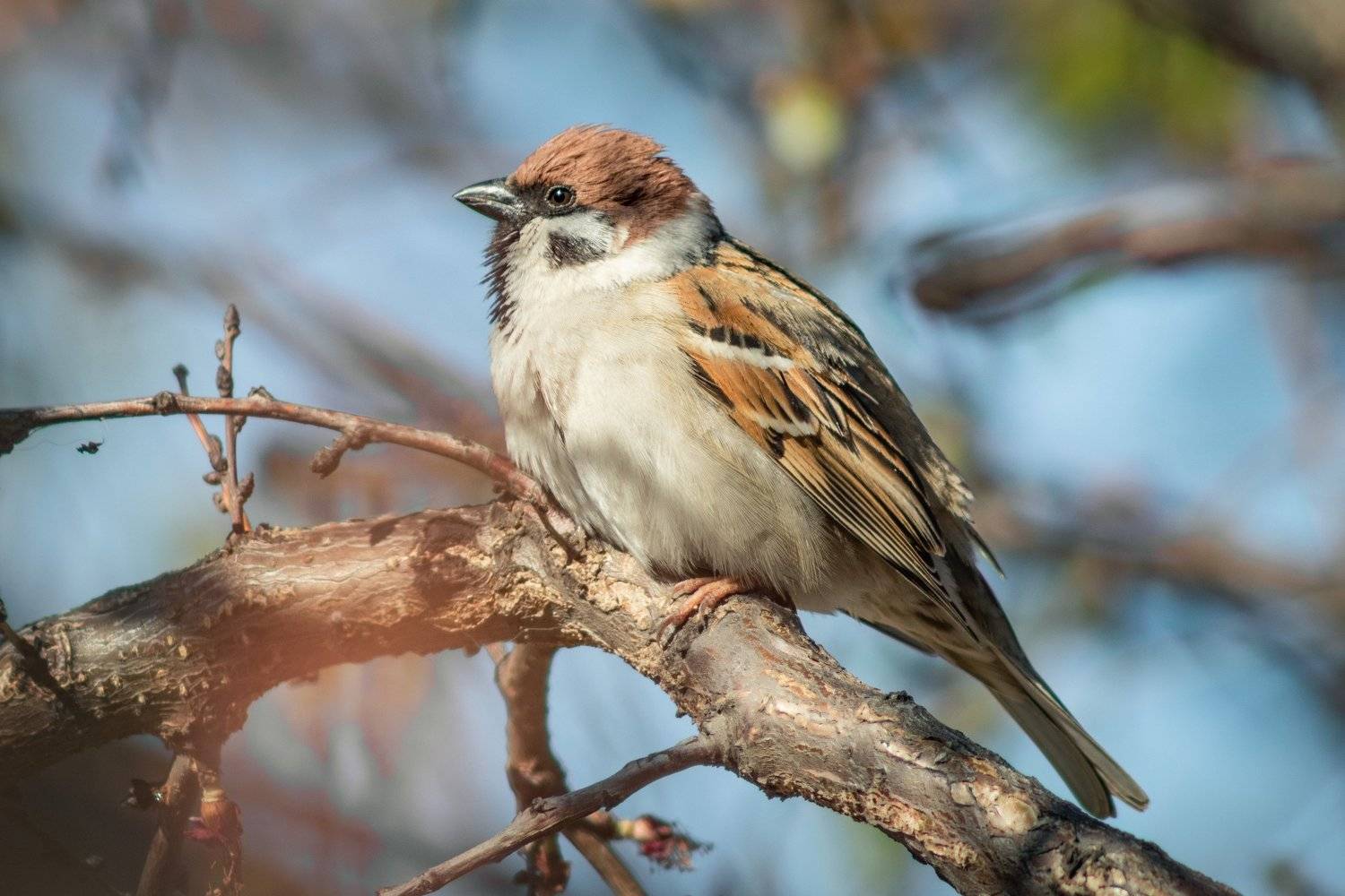 , Алексей Кремнёв