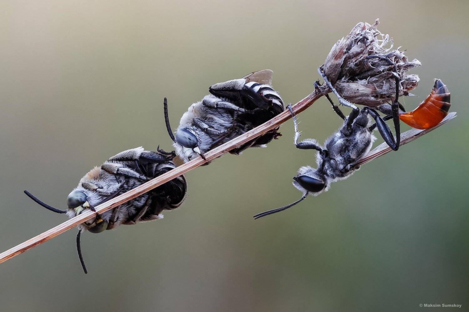 , Максим Сумской