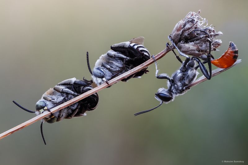 2+1 фото превью