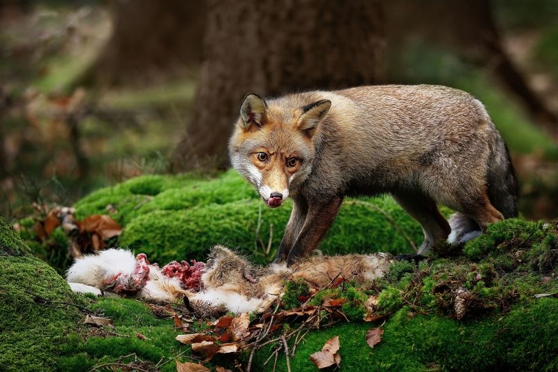 Bon Appetit фото превью