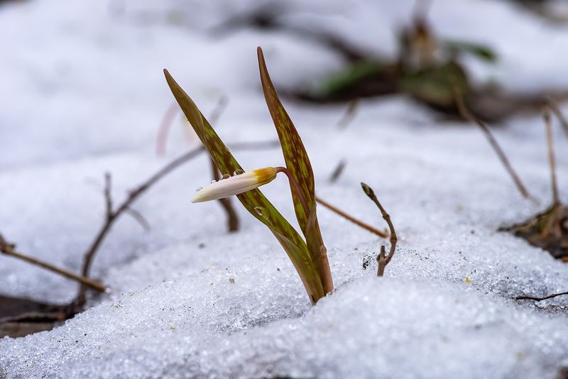 Вопреки, ибо.... фото превью