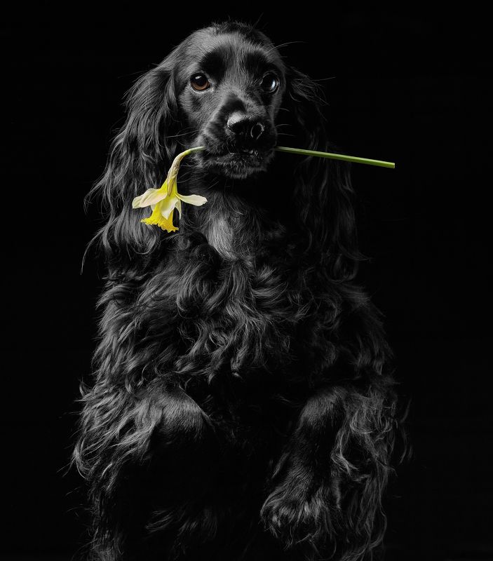 Jessie фото превью