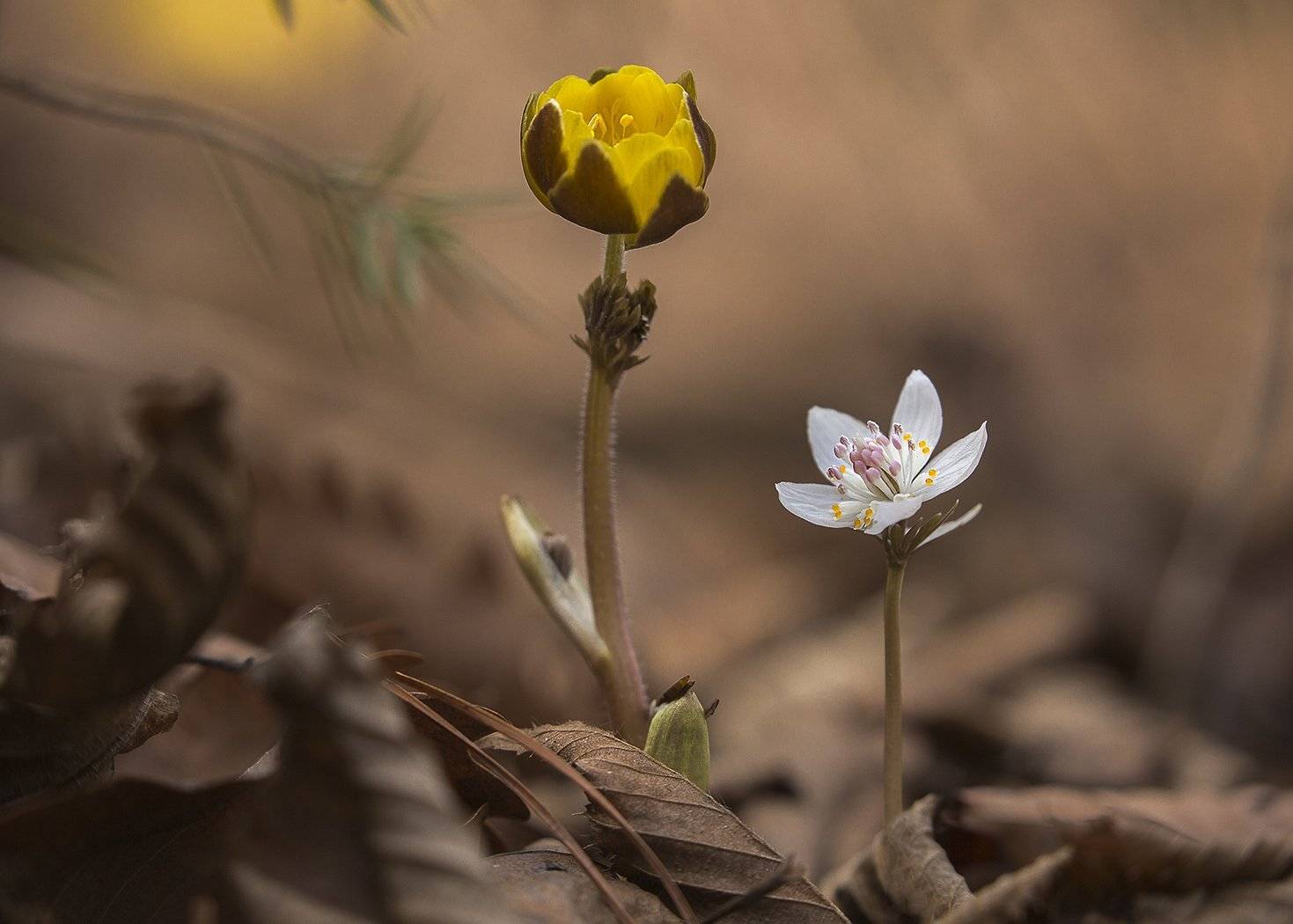 адонис весенник, Евгений Слободской
