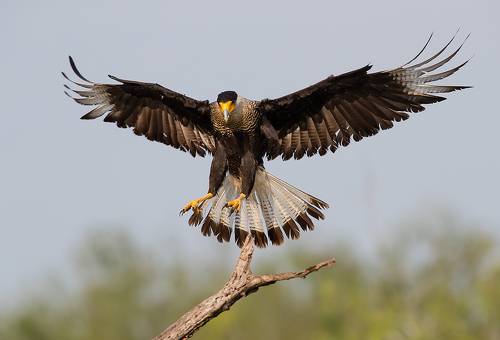 Обыкновенная каракара - Crested Caracara