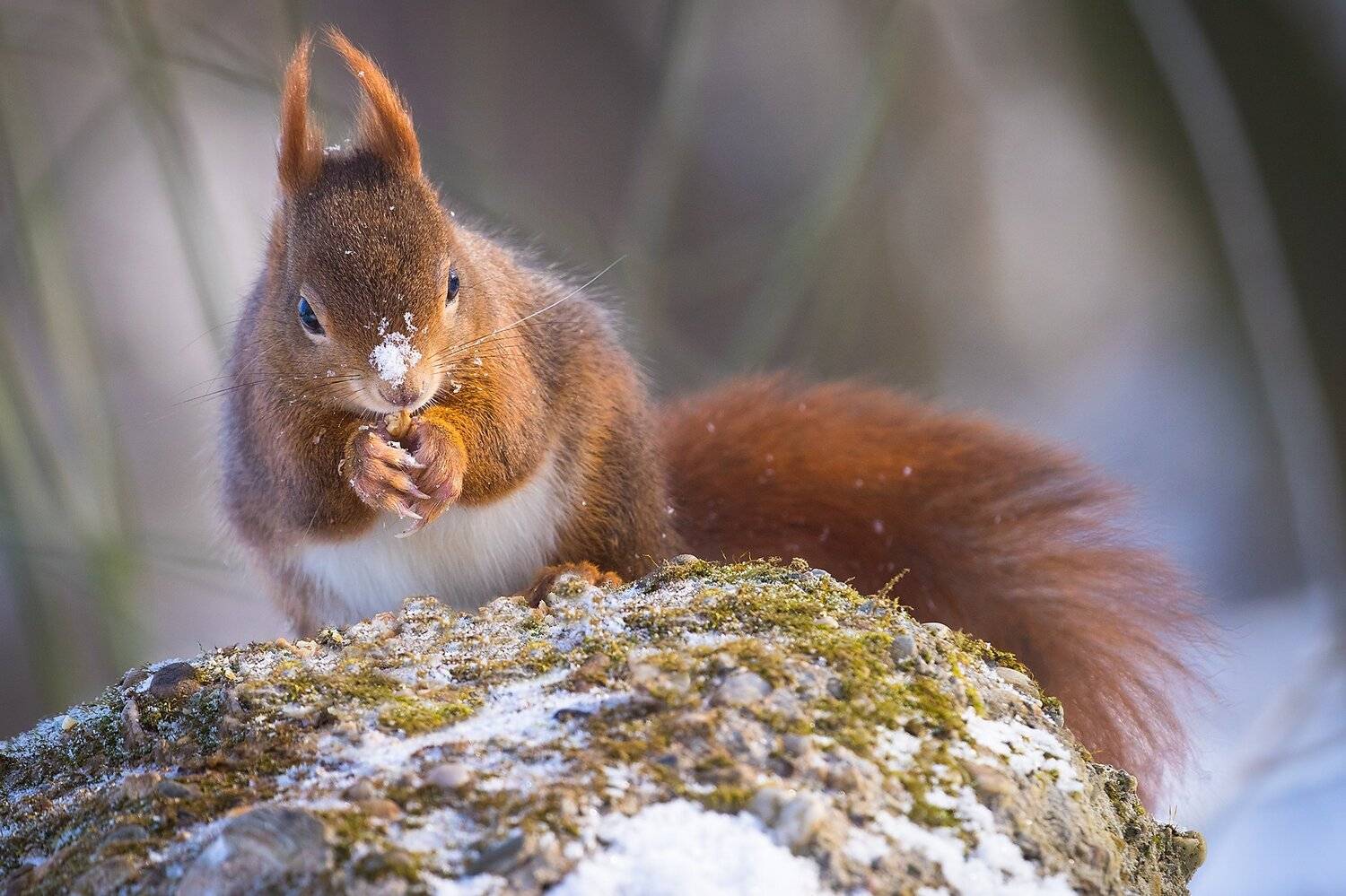 , Robert Adamec