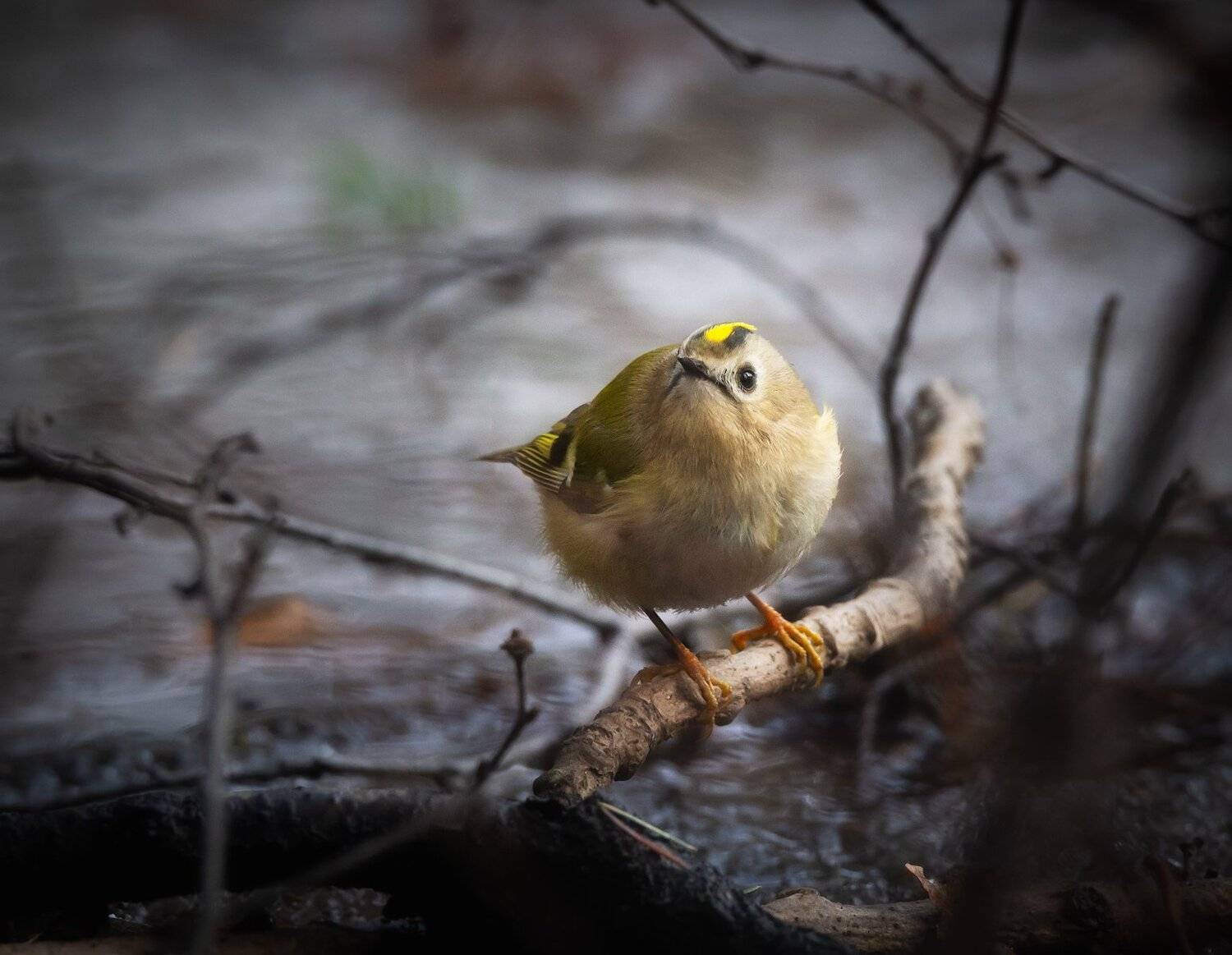 королёк, желтоголовый, птицы, фотоохота, Алексей Марголин