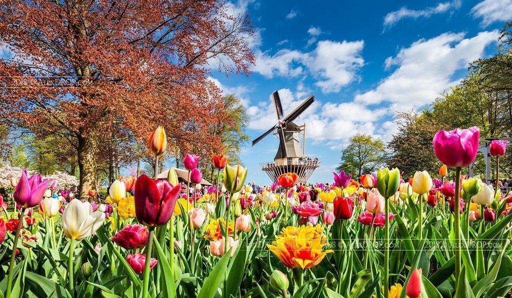 canon, color, postcard, picturesque, landmark, europe, holland, netherlands, keukenhof, windmill, travel, urban, landscape, sping, iconic, tulip, flower, AlexDROP