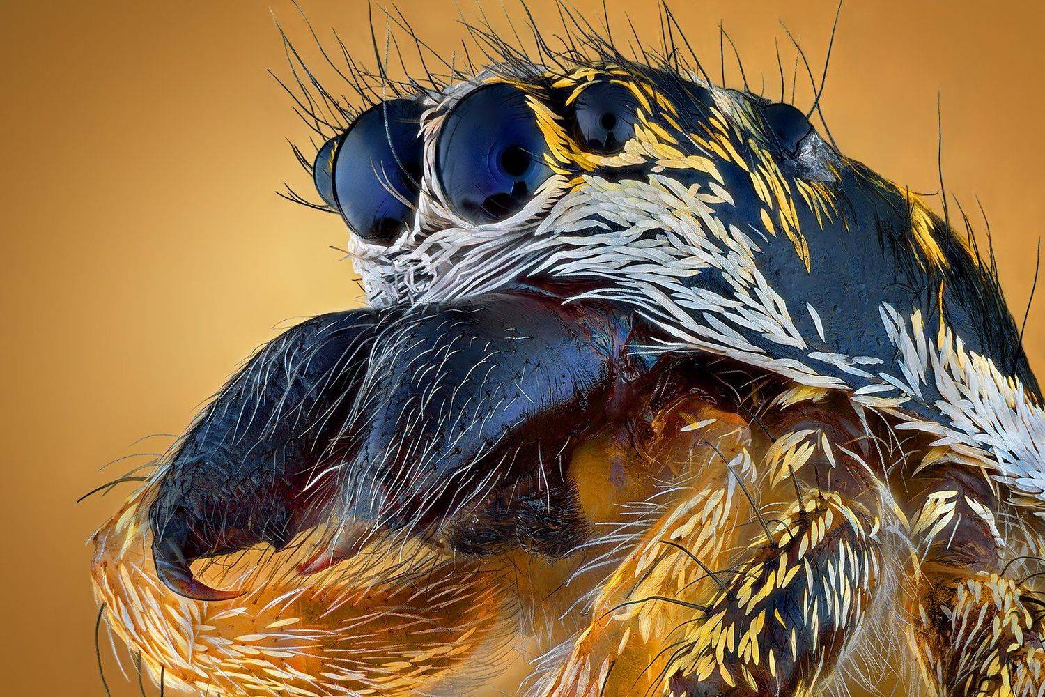 irass, waledzik, nat geo, olympus, close up, macro, extreme macro, макро, Ireneusz Irass Walędzik