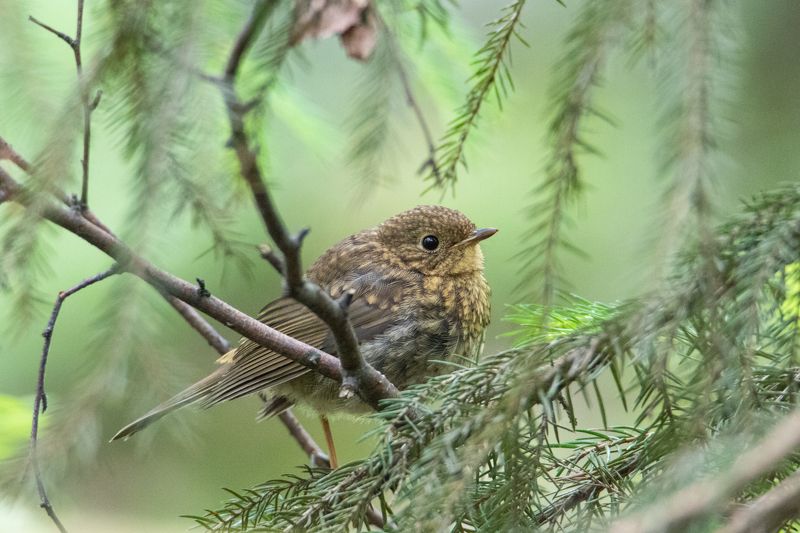 природа, птицы, животные, Птенец зарянки фото превью