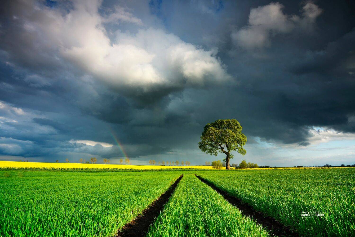   Field landscape, Kociewie, Poland, tree, landscape, clouds, rainbow, spring, Roman Hudzik