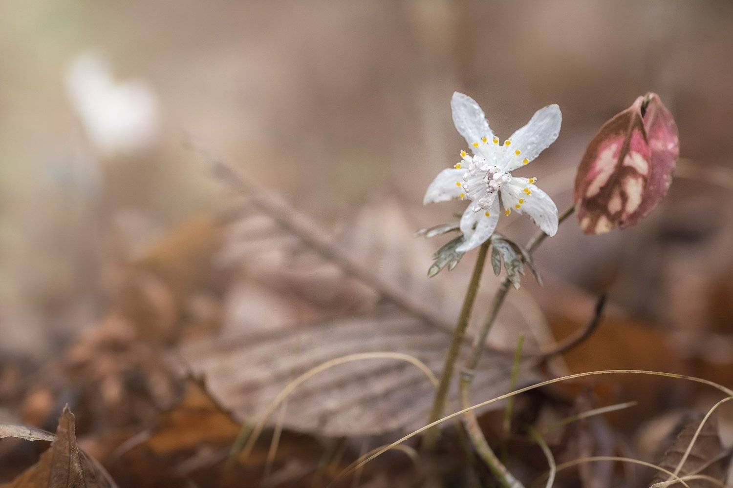 , Шинкарева Елена