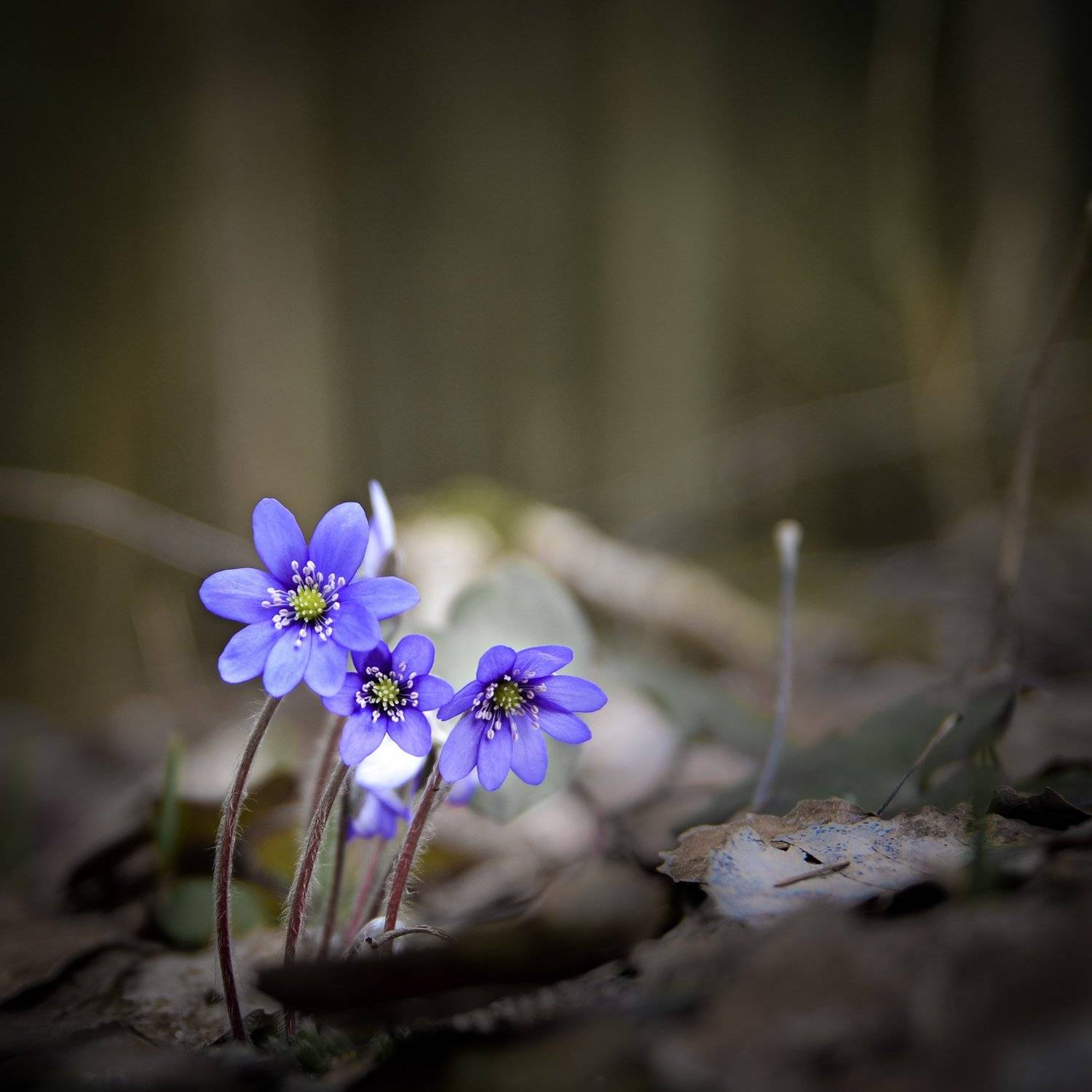 весна, сестрорецк, заповедник, заказник, красиво, цветы, натюрморт, питер, Валерий Верещако