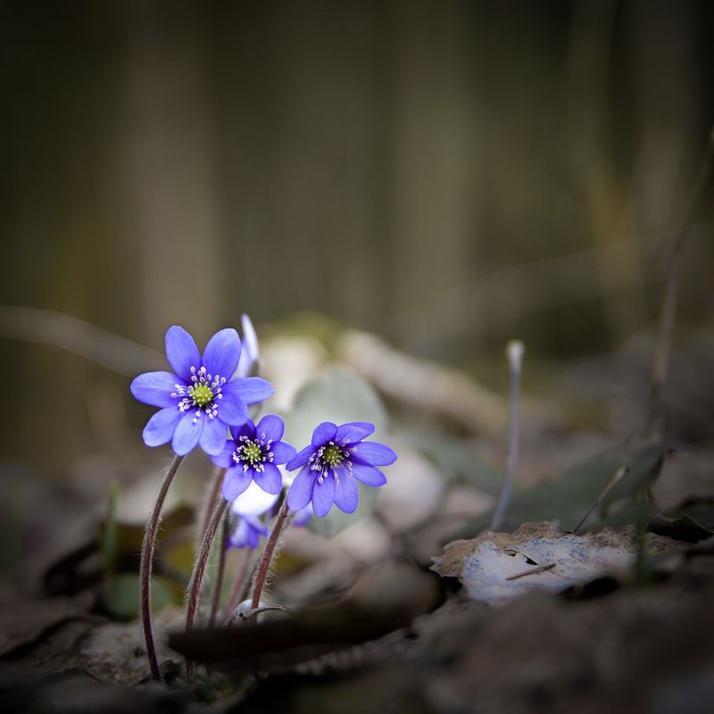 весна, сестрорецк, заповедник, заказник, красиво, цветы, натюрморт, питер Весна идёт. фото превью