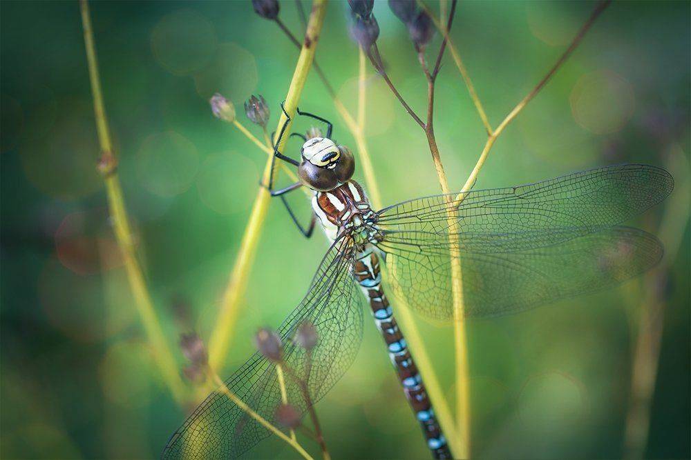 стрекоза, коромысло, Aeshna cyanea, макро, macro, Марина Хилько