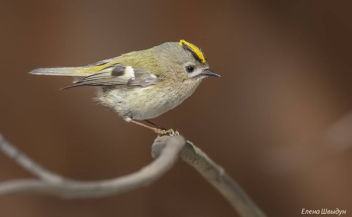 bird of prey, animal, birds, bird,  animal wildlife,  nature,  animals in the wild, goldcrest, королёк, желтоголовый королёк, Елена Швыдун