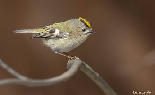 Goldcrest