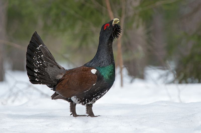 Глухарь фото превью