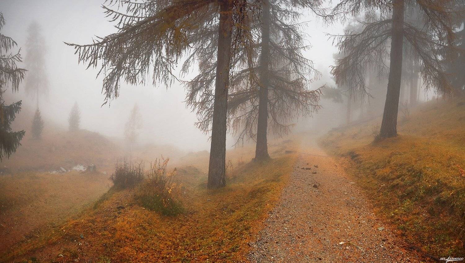 swiss, Матвеев Николай