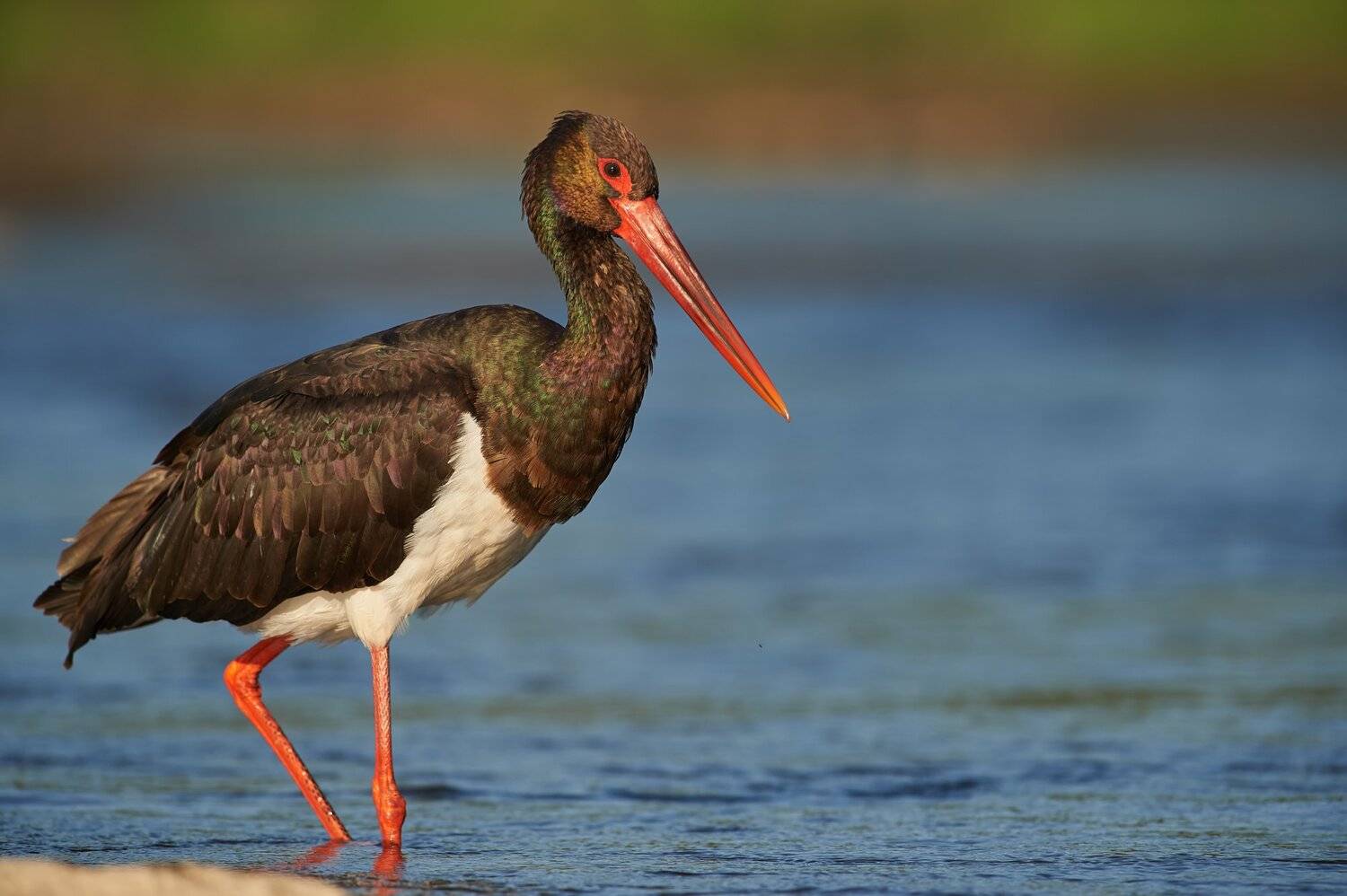 nature, wildlife, birds, Калин Ботев