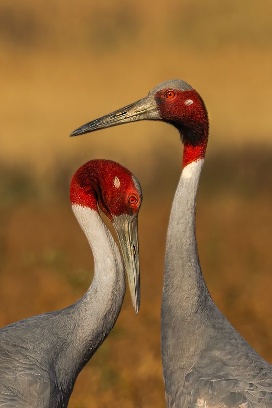#BIRDS #INDIA #INDORE #SARASCRANE #CRANE #INDIANBIRDS #BIRDSOFINDIA LIVING TOGETHER  фото превью