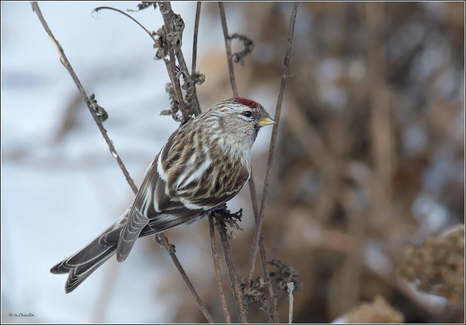 птица,чечётка,самка,красноголовая, Александр Чувилин