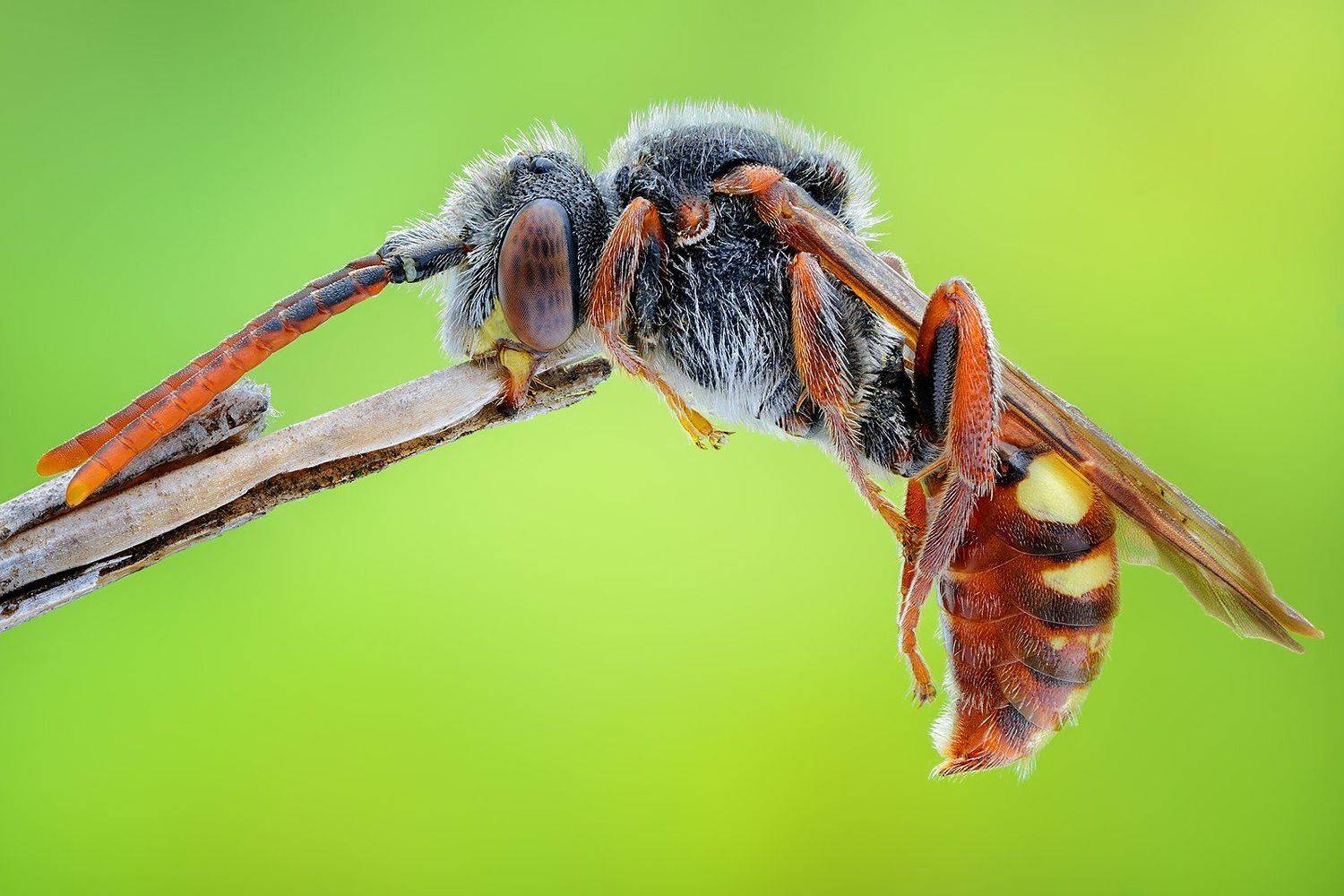 irass, waledzik, nat geo, olympus, close up, macro, extreme macro, макро, Ireneusz Irass Walędzik