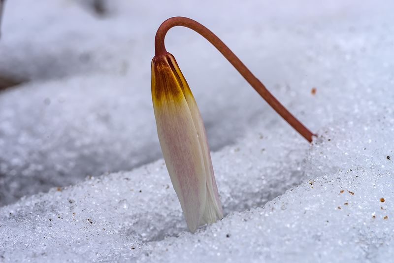 Печаль фото превью
