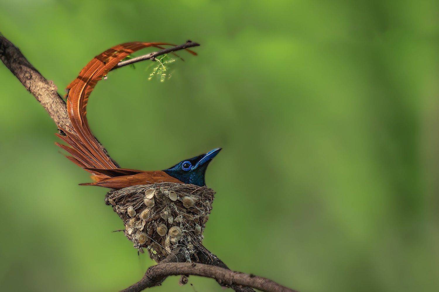 #birds, Vipul Saxena