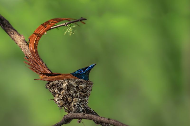 #birds Its Ok ...Hope all is well .... фото превью