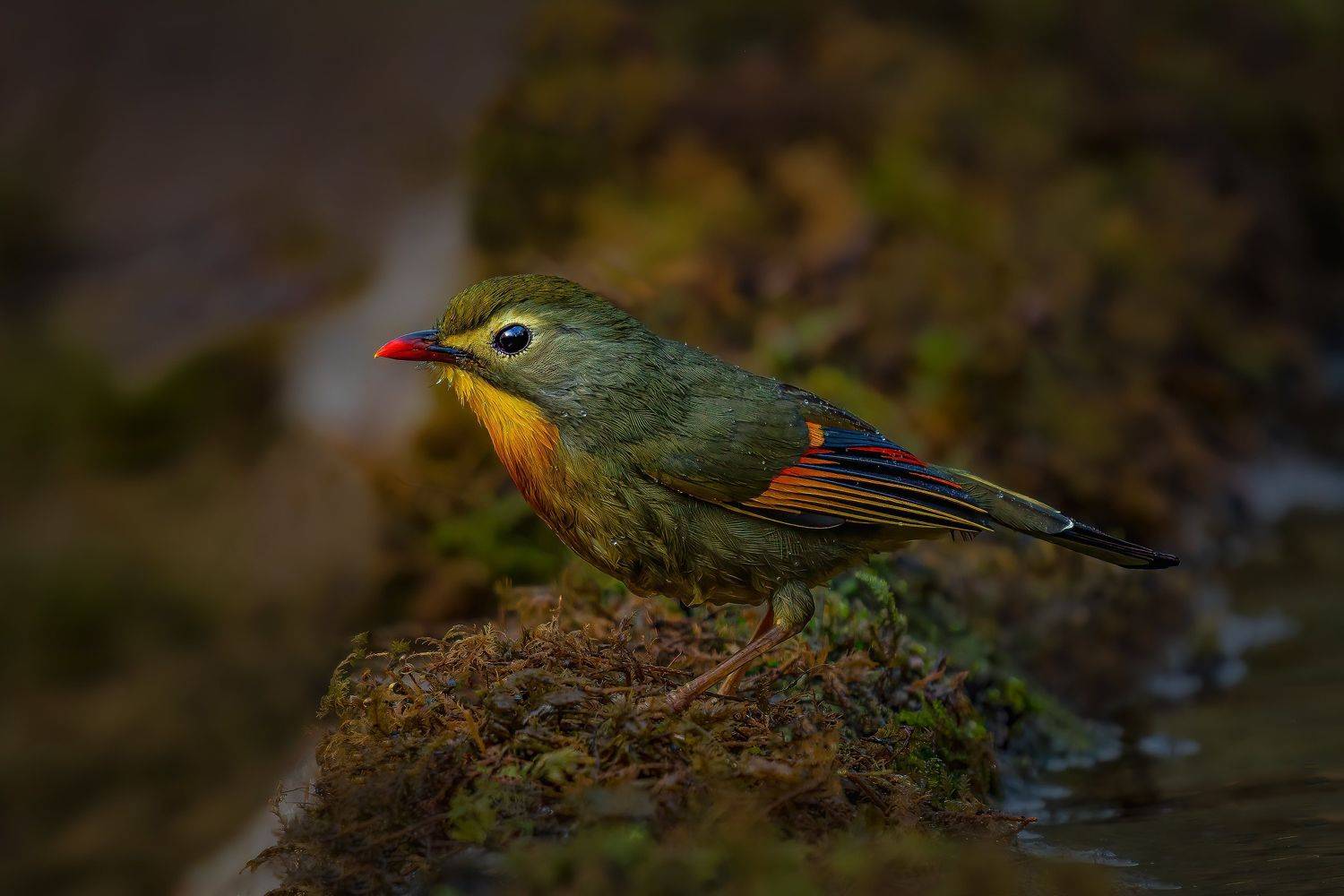 #birds, Vipul Saxena