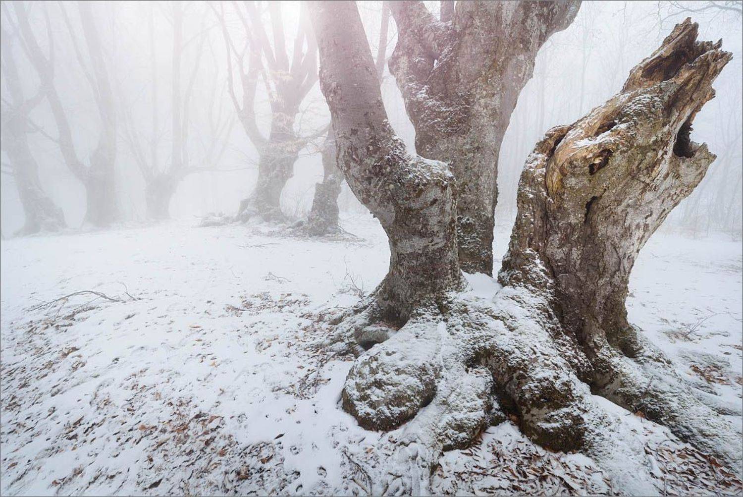 , Алексей Пучков