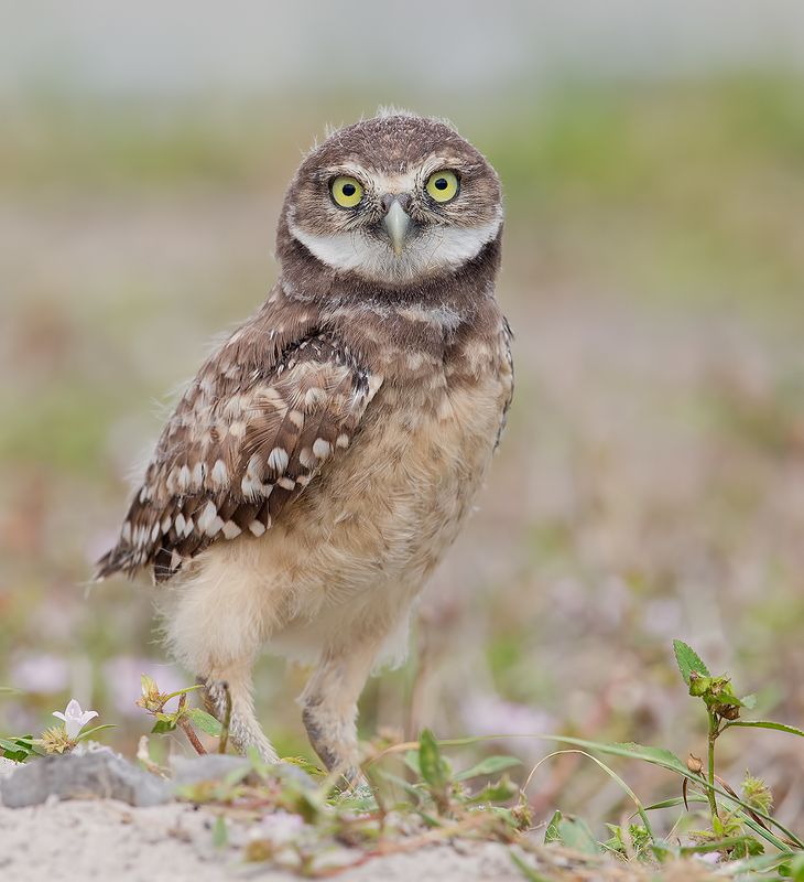 кроличий сыч, florida, burrowing owl, owl, флорида,сыч Cыч - Young Owl фото превью