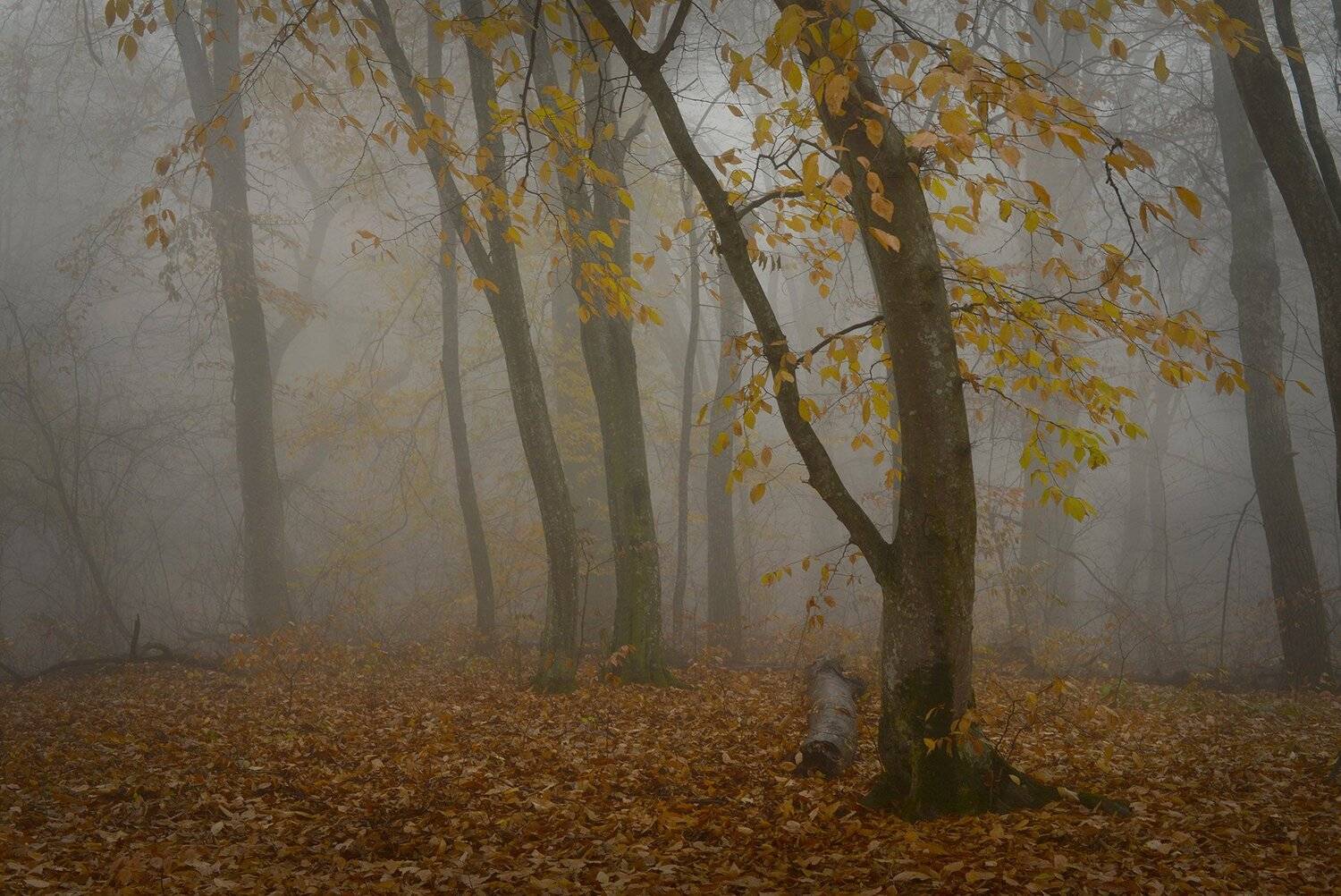 кизиловка, кабардино-балкария, Хасан Журтов