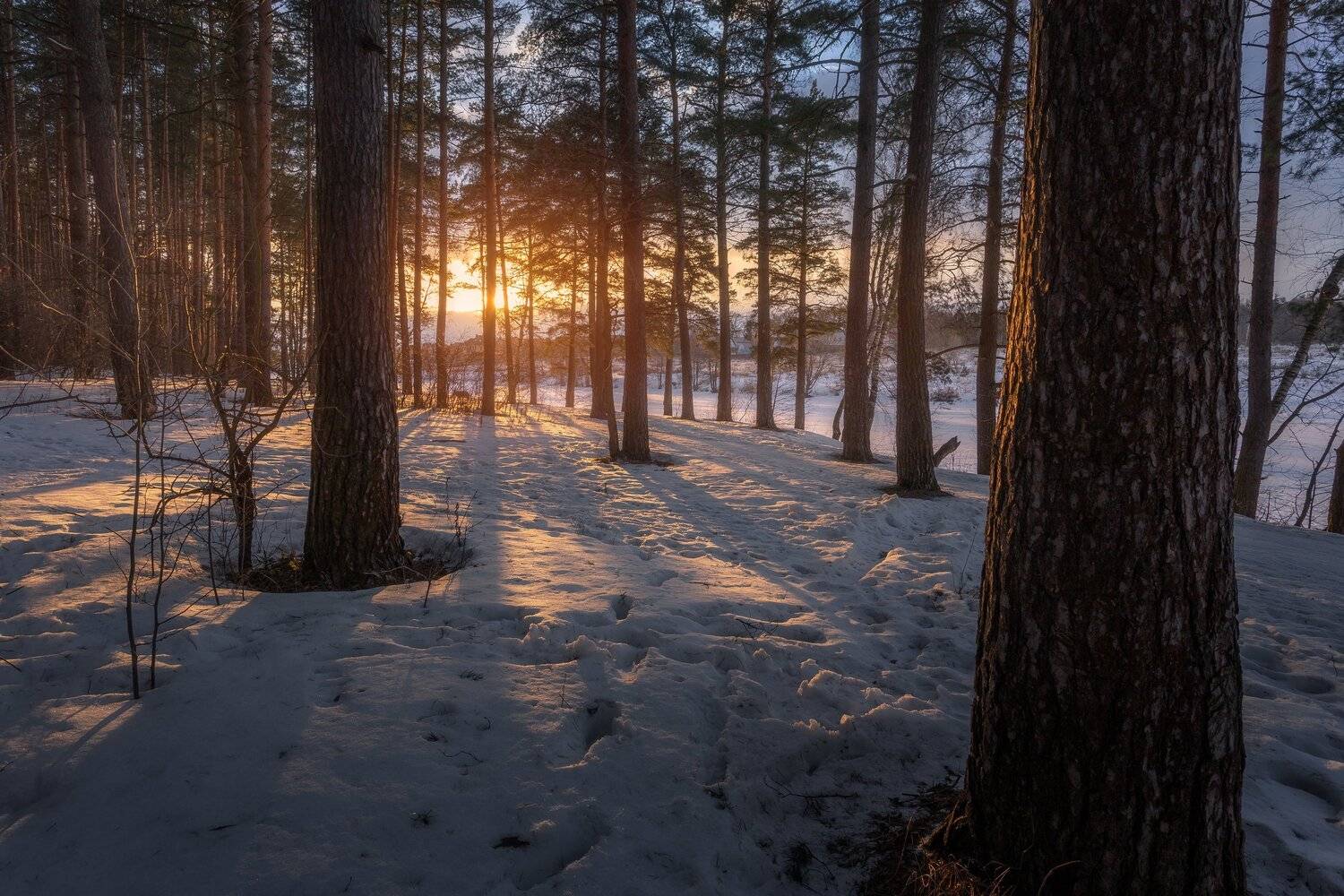 пейзаж, природа, весна, закат, Московская область, весна пришла, Мартыненко Дмитрий