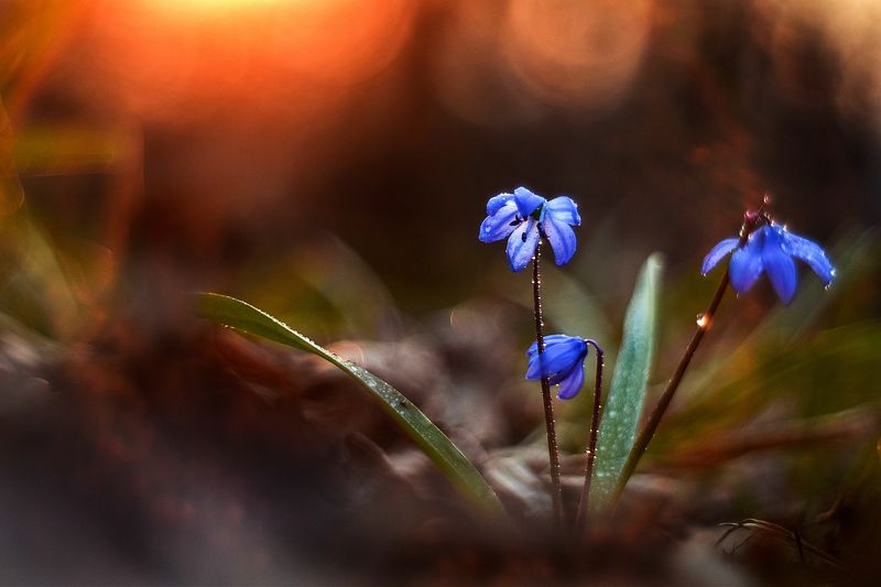 макро, цветы, вчувствование, созерцание, тишина, лес, первоцветы, природа  \'Hold on to You\'/\'Держаться за Тебя\' фото превью