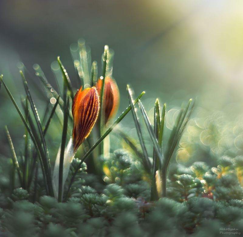 макро, природа, весна, суккуленты, крокус, цветы, солнце, боке, macro, nature, spring, succulents, crocus, flowers, sun, bokeh, Наконец-то весна фото превью