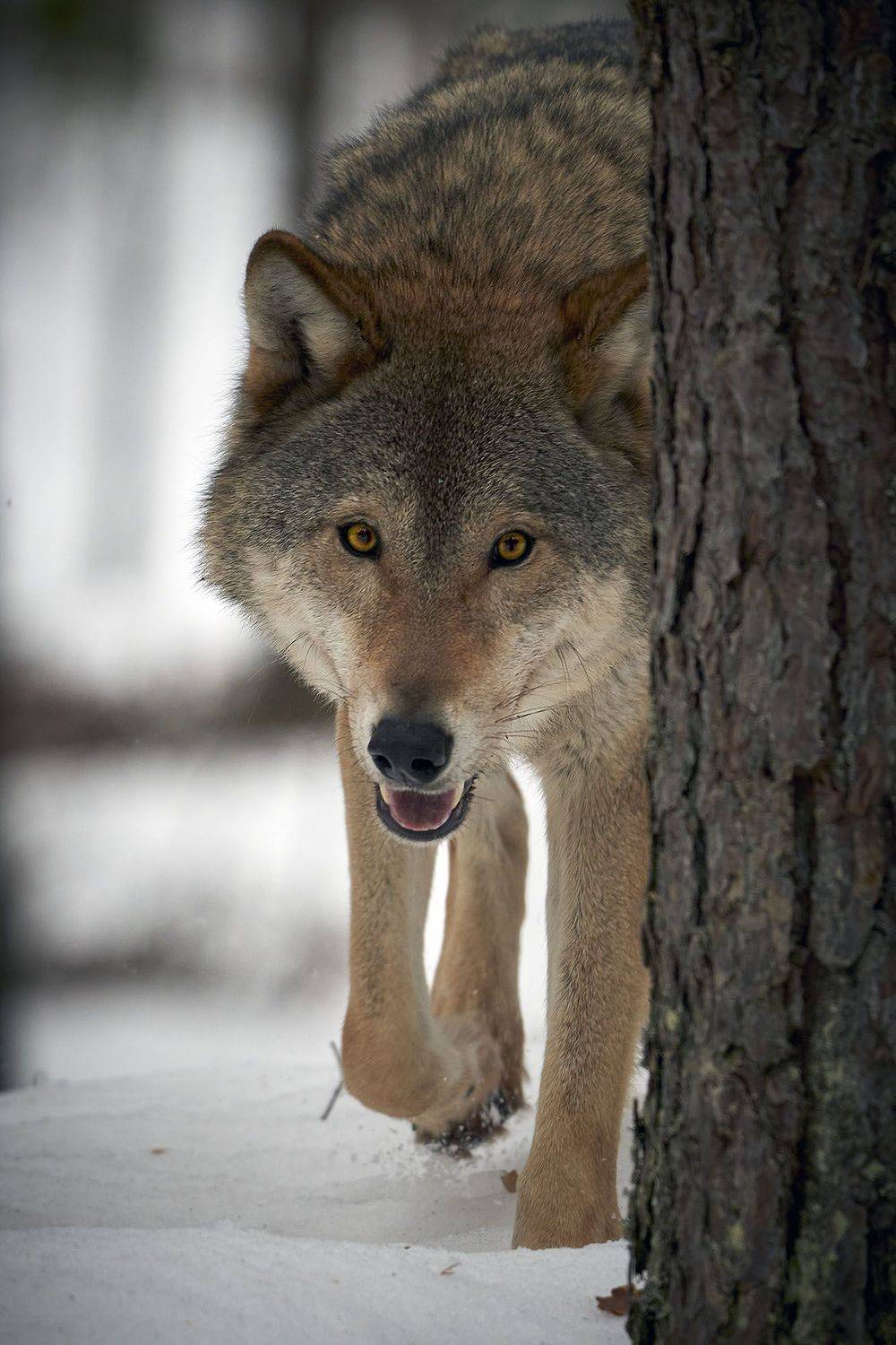 волк, wolf, беларусь, белоруссия, красный бор, фотоохота, серый волк, обыкновенный волк, евразийский волк, европейский волк, Пономарев Андрей