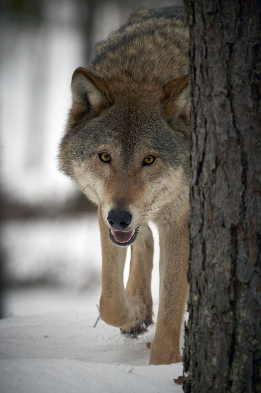 волк, wolf, беларусь, белоруссия, красный бор, фотоохота, серый волк, обыкновенный волк, евразийский волк, европейский волк Целеустремленность фото превью