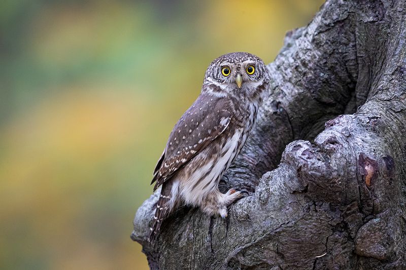 воробьиный сыч не поверишь, пусто! фото превью