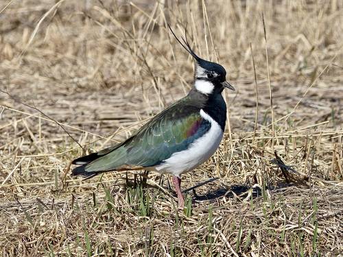 Птицы возвращаются