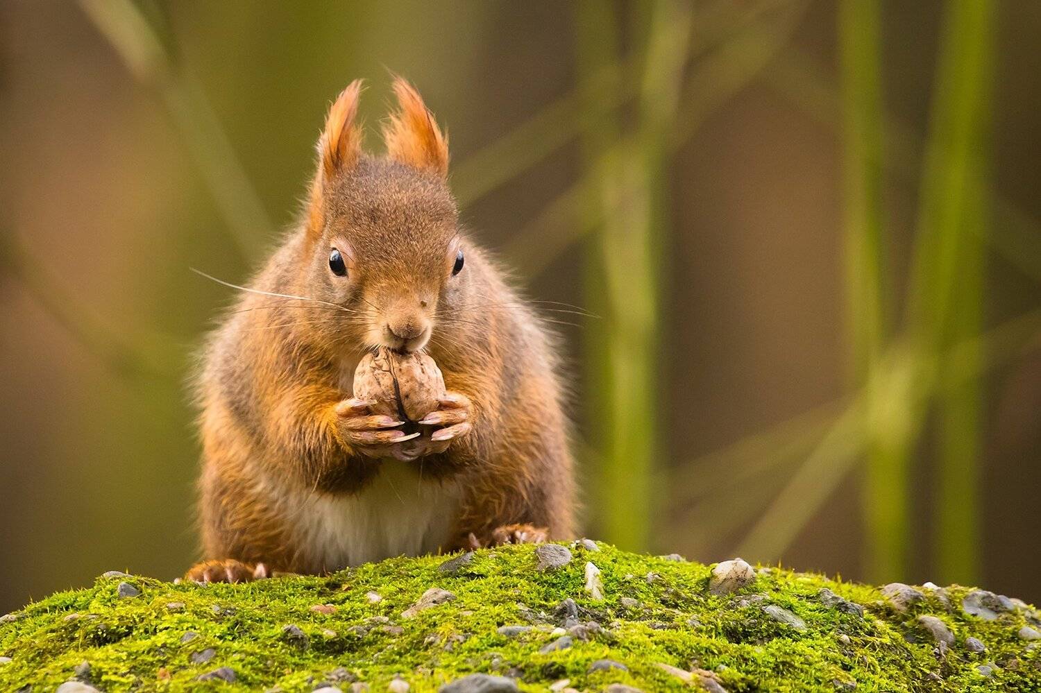 , Robert Adamec