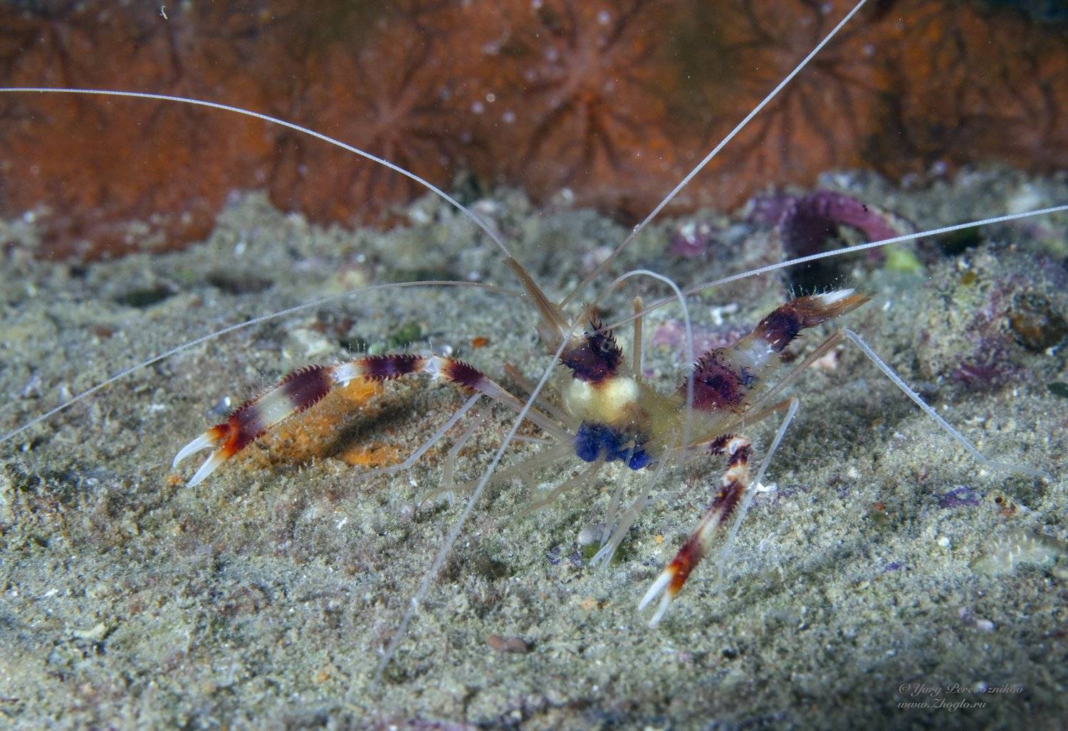 подводное фото дайвинг египет хургада, Юрий Перевозников