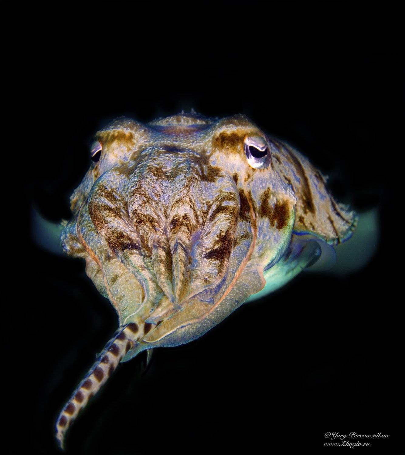 подводное фото египет хургада дайвинг, Юрий Перевозников